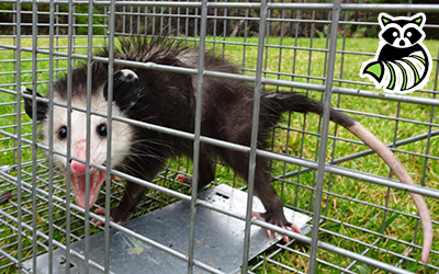 Robertson County trapping